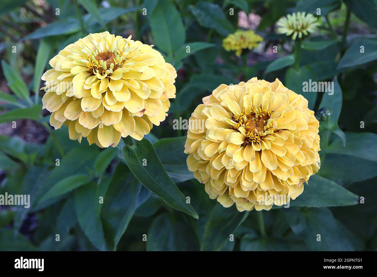 Zinnia elegans ‘Preciosa Tropical Blend’ doppelte gelbe Blüten, September, England, Großbritannien Stockfoto