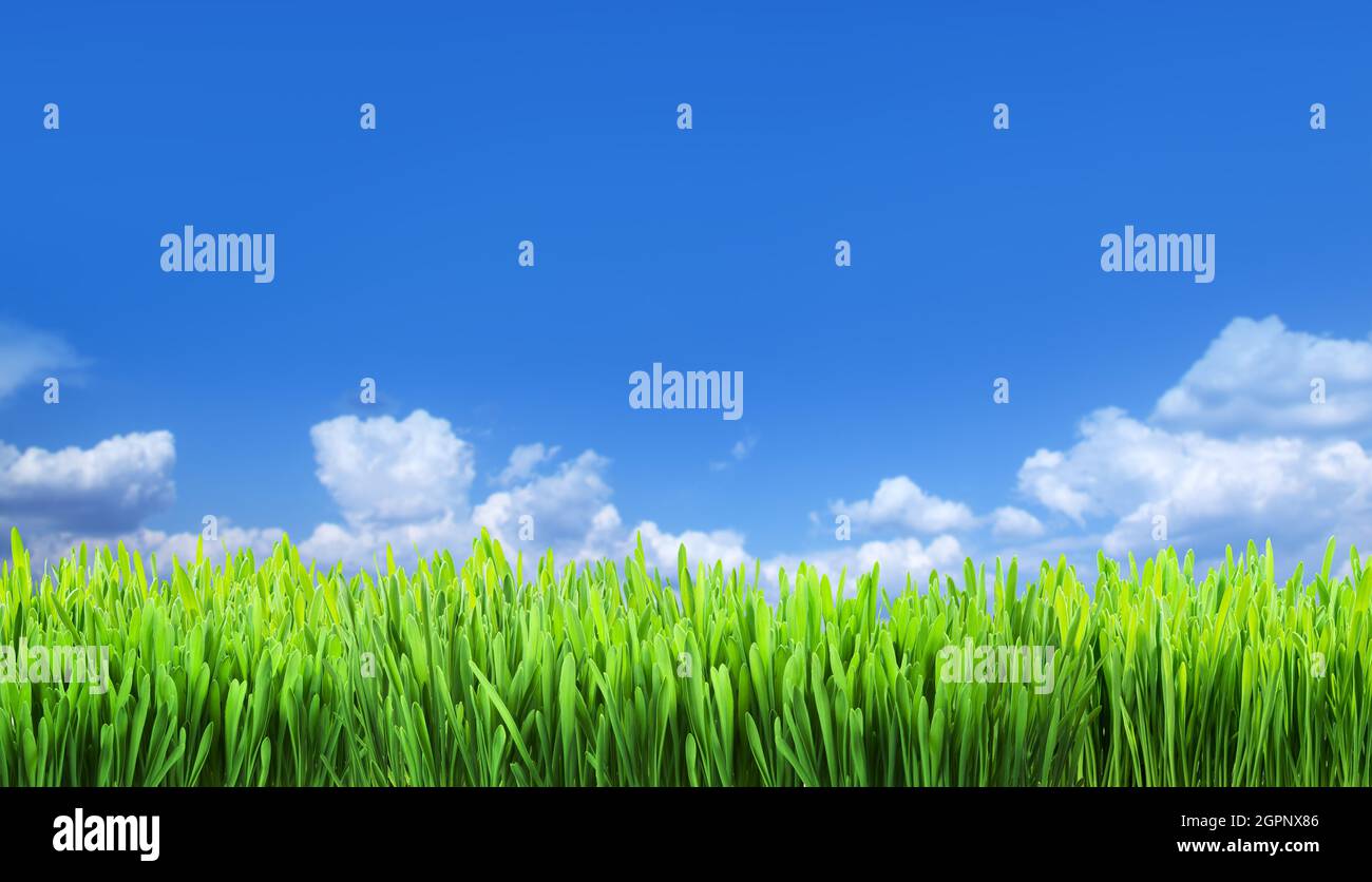 Grünes Gras und weiße geschwollene Wolken am atemberaubenden blauen Himmel im Hintergrund. Datei enthält Grasbeschneidungspfad. Es ist möglich, Ihr Produkt zu platzieren. Stockfoto