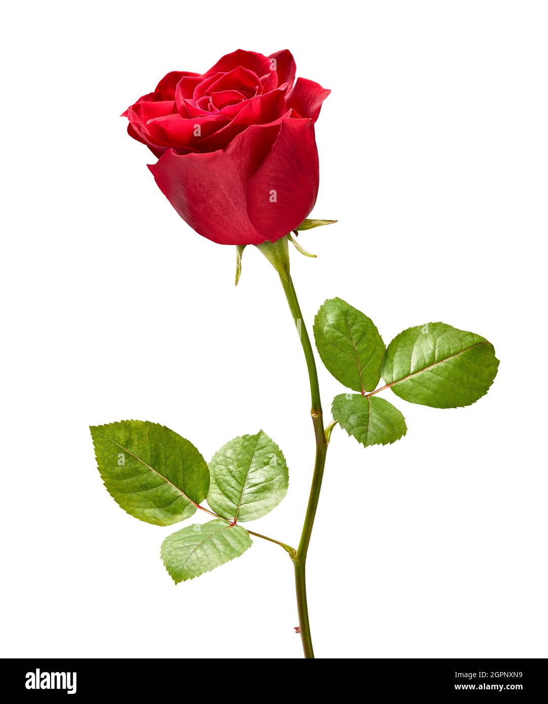 Blume Rose Blütenblatt Blüte rot Natur schönen Hintergrund Stockfoto