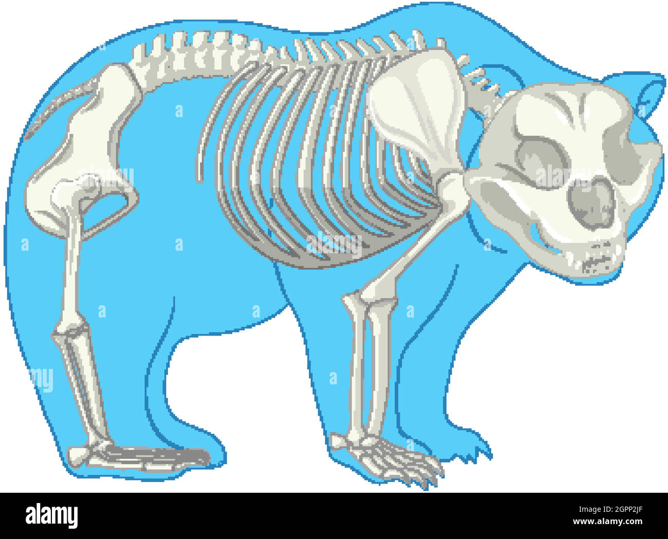 Skelett Anatomie des wilden Bären isoliert Stock Vektor