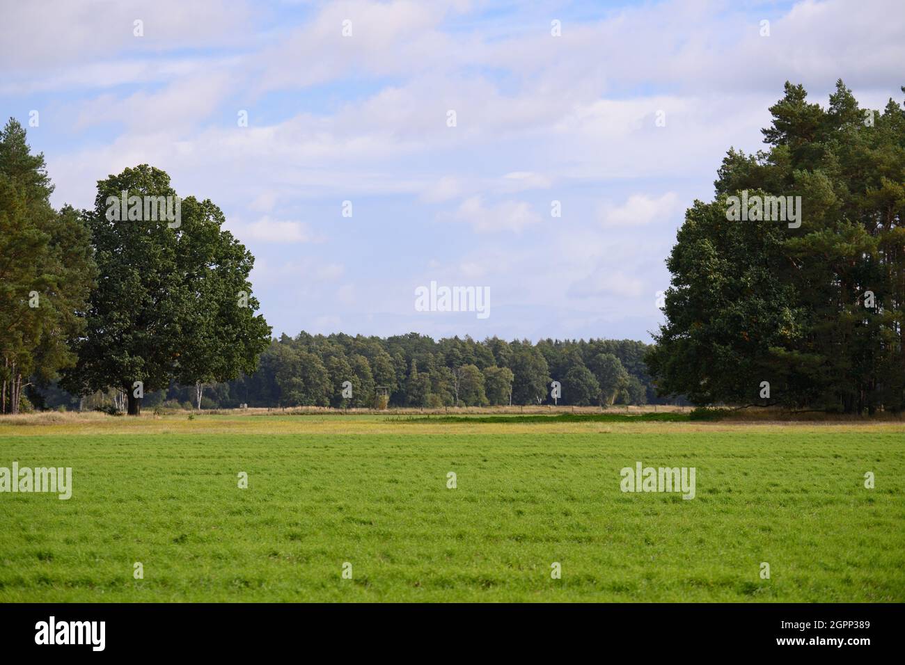 30. September 2021, Brandenburg, Zehdenick/OT Wesendorf: Bäume wachsen auf beiden Seiten eines Feldes in der Nähe des Ortseingangs und der Straße nach Krewelin. Das dänische Unternehmen Jasper Resources will vor den Toren des Dorfes mit den Erprobung von Erdgas beginnen, um möglicherweise 30 Jahre lang Gas gewinnen zu können. Eine Bürgerinitiative befürchtet die Wasserqualität und den Tourismus in der Region. Foto: Soeren Sache/dpa-Zentralbild/dpa Stockfoto