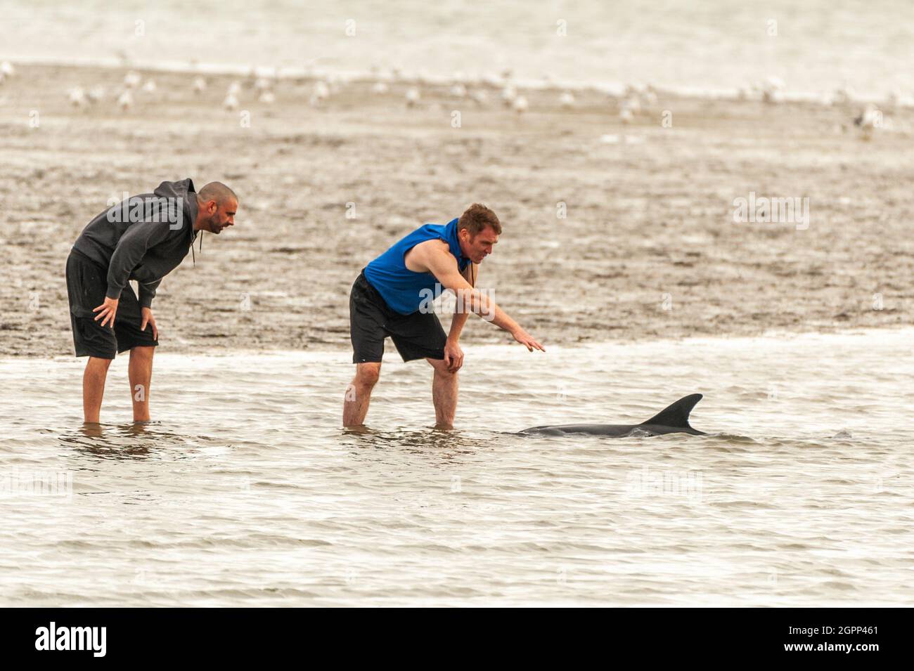 Timoleague, West Cork, Irland. September 2021. Ein weiterer Delphin ist in West Cork gestrandet. Im Januar dieses Jahres strandete sich ein Delfin in Courtmacsherry. Dieser Delfin hat einen beschädigten Schwanz und ein Auge ist dauerhaft geschlossen. Zwei besorgte Einheimische, Mick und Clive, versuchten, den Delfinen beim Schwimmen ins Meer zu helfen. Quelle: AG News/Alamy Live News Stockfoto