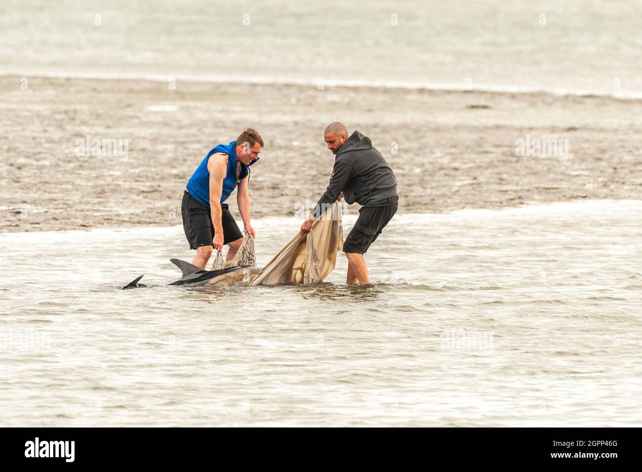 Timoleague, West Cork, Irland. September 2021. Ein weiterer Delphin ist in West Cork gestrandet. Im Januar dieses Jahres strandete sich ein Delfin in Courtmacsherry. Dieser Delfin hat einen beschädigten Schwanz und ein Auge ist dauerhaft geschlossen. Zwei besorgte Einheimische, Mick und Clive, versuchten, den Delfinen beim Schwimmen ins Meer zu helfen. Quelle: AG News/Alamy Live News Stockfoto