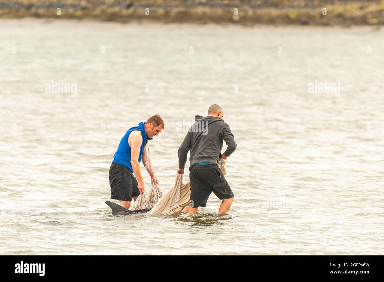 Timoleague, West Cork, Irland. September 2021. Ein weiterer Delphin ist in West Cork gestrandet. Im Januar dieses Jahres strandete sich ein Delfin in Courtmacsherry. Dieser Delfin hat einen beschädigten Schwanz und ein Auge ist dauerhaft geschlossen. Zwei besorgte Einheimische, Mick und Clive, versuchten, den Delfinen beim Schwimmen ins Meer zu helfen. Quelle: AG News/Alamy Live News Stockfoto