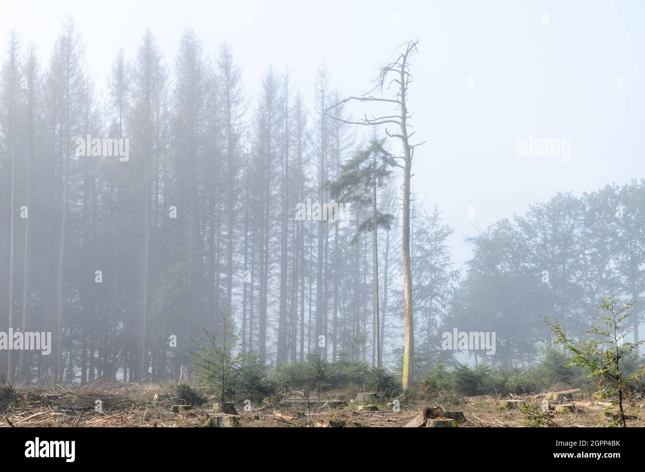 Bewaldeter Kiefernwald (Pinus) im Nebel im Westerwald, Rheinland-Pfalz, Deutschland, Europa Stockfoto