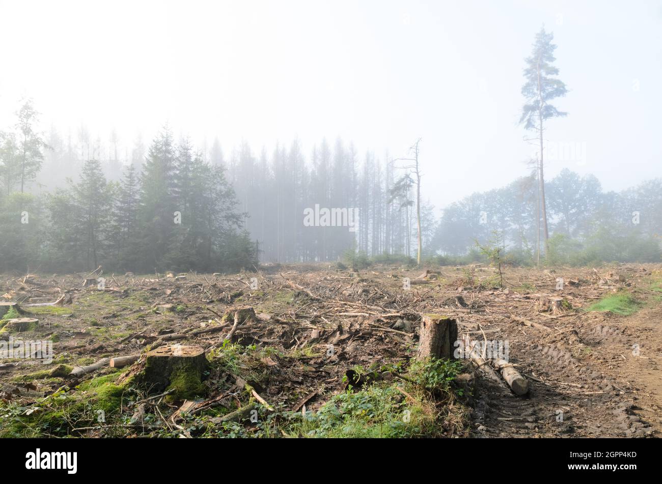 Entwaldete Kiefernwälder (Pinus) und stolpert im Nebel im Westerwald, Rheinland-Pfalz, Deutschland, Europa Stockfoto