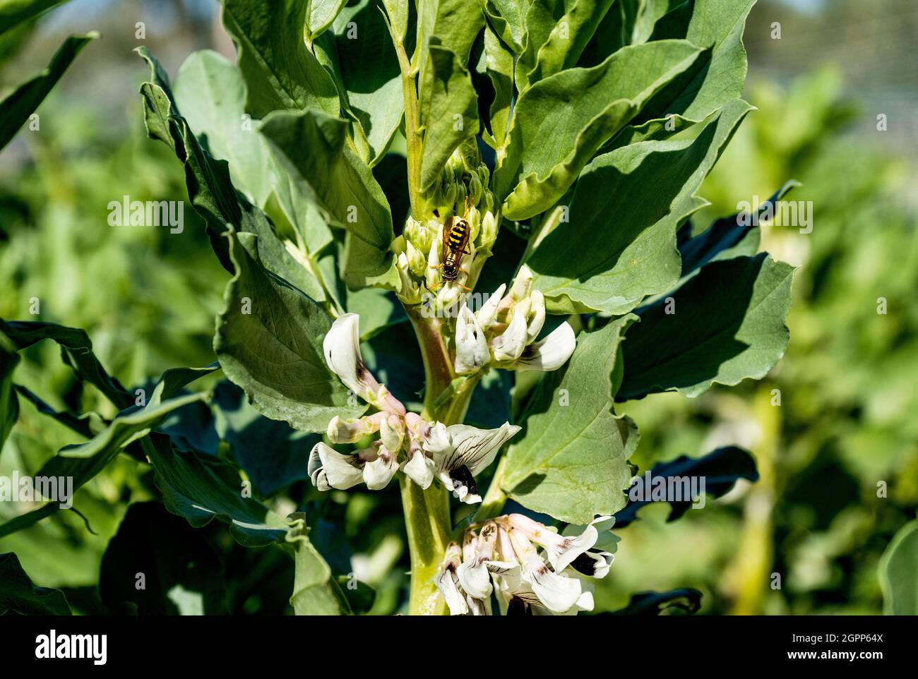 Nahaufnahme einer breiten Bohnenpflanze (Vicia faba) in voller Blüte mit Blumen und einer Wespe, in einem Gemüsegarten in der Toskana, Italien. Stockfoto