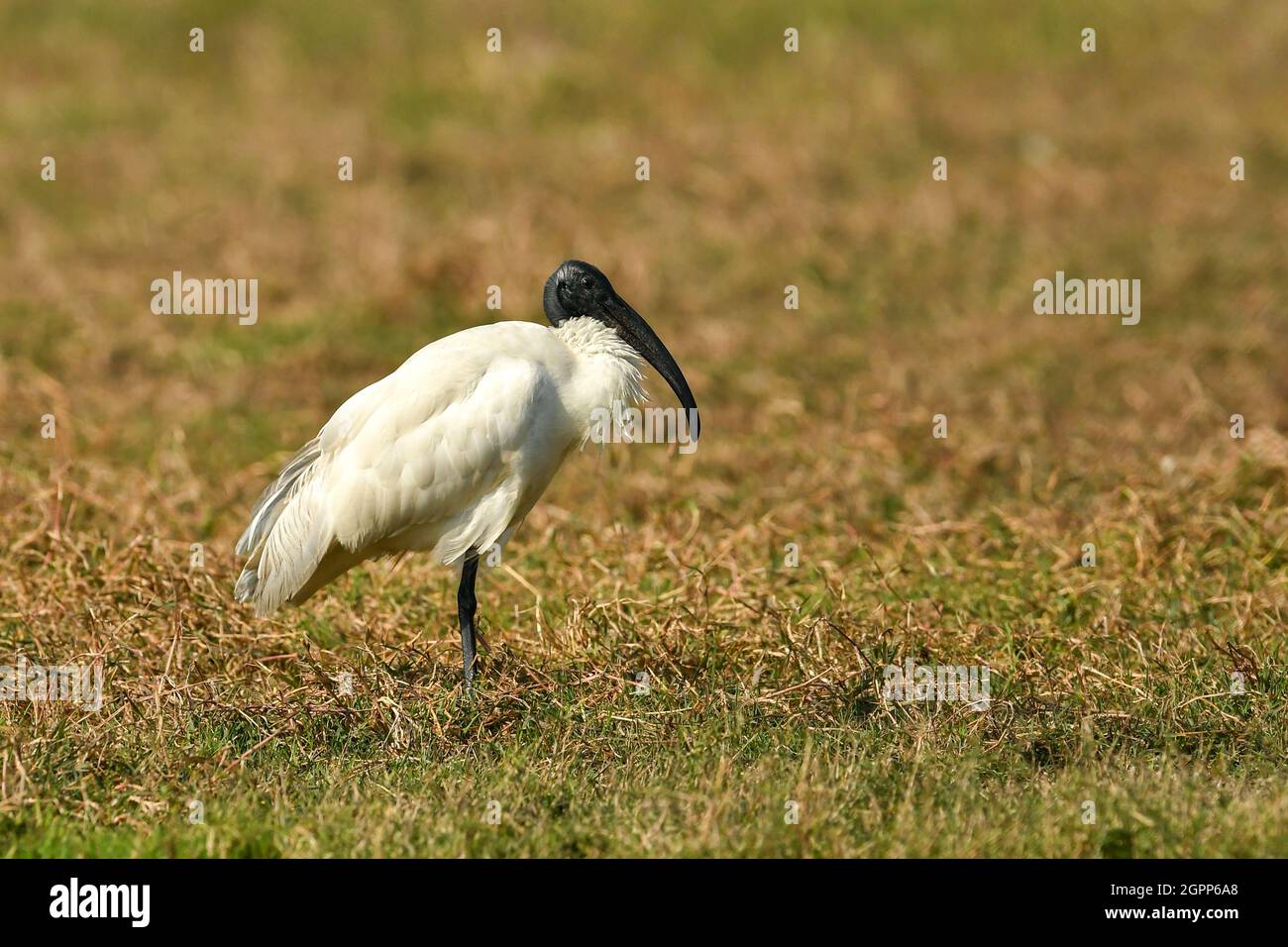 Schwarzkopf-Ibis oder schwarzhalsigen Ibis Porträt in Feuchtgebiet des keoladeo-Nationalpark oder bharatpur Vogelschutzgebiet rajasthan indien - Threskiornis melano Stockfoto