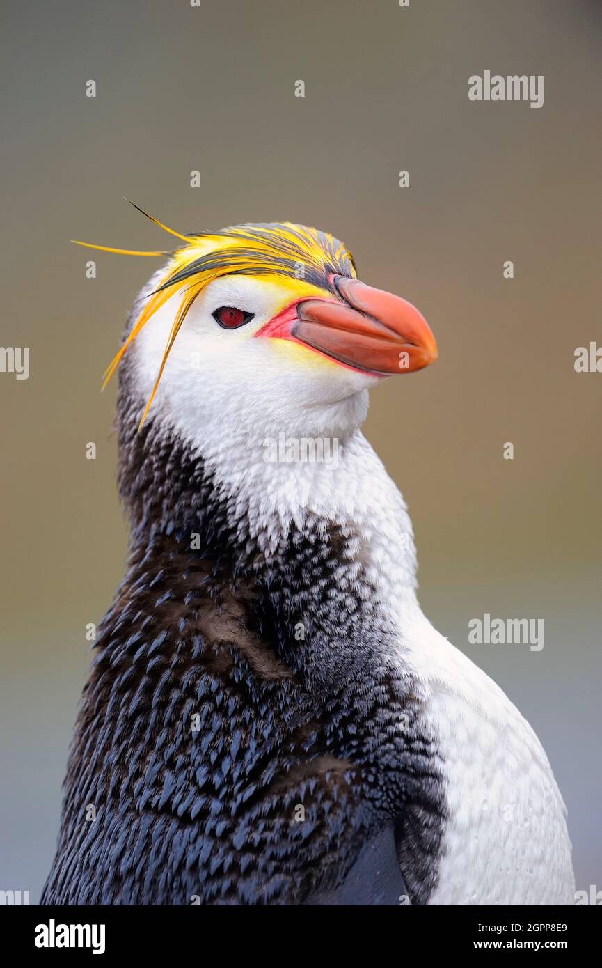 Royal Penguin (Eudytes schlegeli) Porträt auf Macquarie Island, subantarktische Gewässer Australiens. Stockfoto