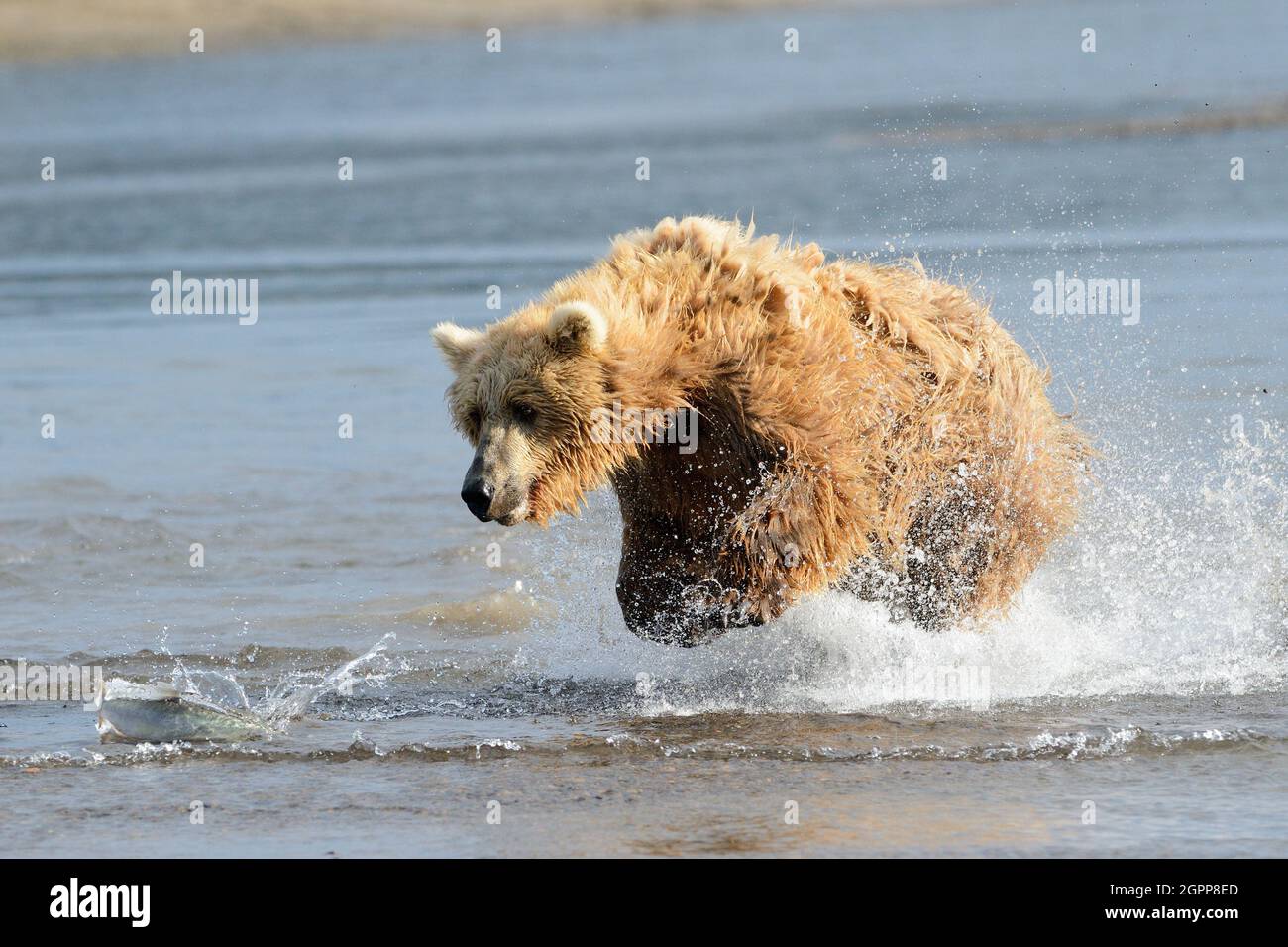 Grizzly Bear (Ursus arctos horribilis) Lachsfischen im Fluss, Katmai-Nationalpark, Alaska, USA. Stockfoto
