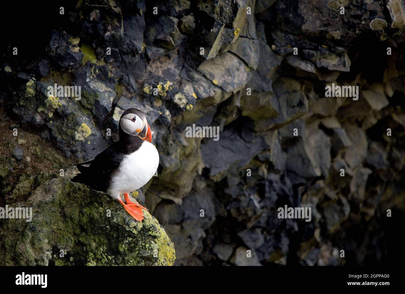 Island, Dyrholaey, Atlantischer Papageientaucher (Fraterkula arctica), der auf dem Felsen steht Stockfoto