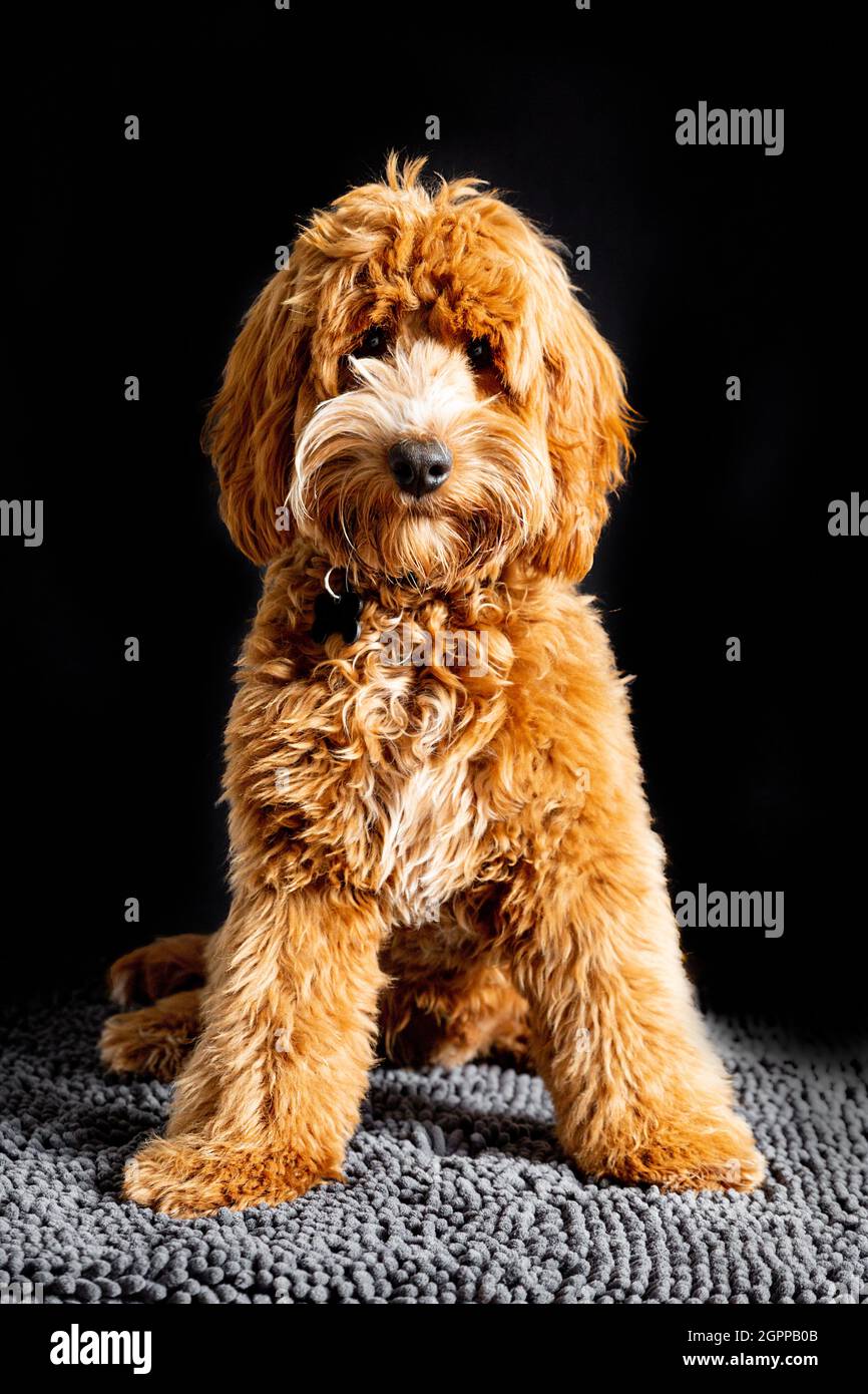 Roter cockapoo -Fotos und -Bildmaterial in hoher Auflösung – Alamy