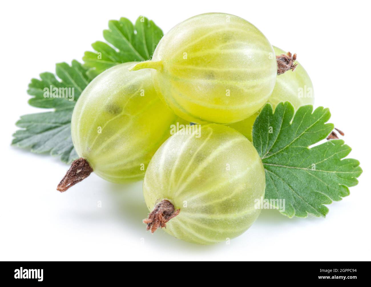 Grüne reife Stachelbeeren auf weißem Hintergrund. Nahaufnahme. Stockfoto