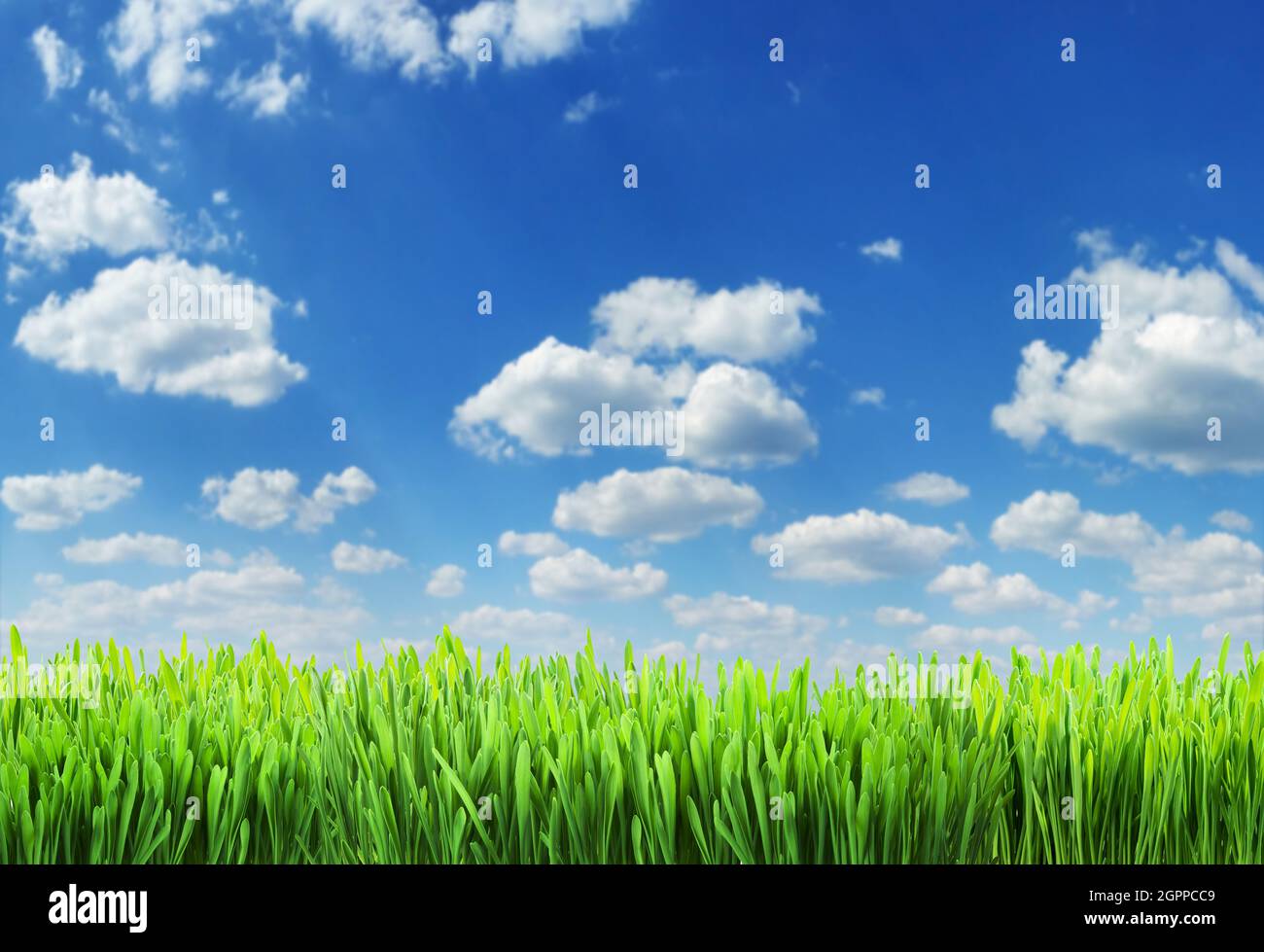 Grünes Gras und weiße geschwollene Wolken am atemberaubenden blauen Himmel im Hintergrund. Datei enthält Grasbeschneidungspfad. Es ist möglich, Ihr Produkt zu platzieren. Stockfoto