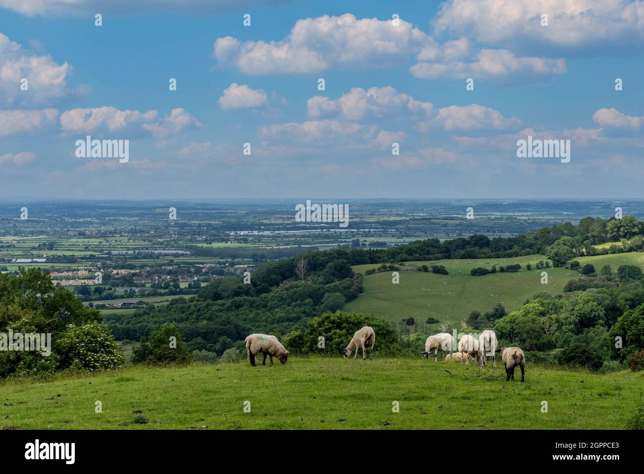 Ländliche Szene mit Schafen und grünen Feldern Stockfoto