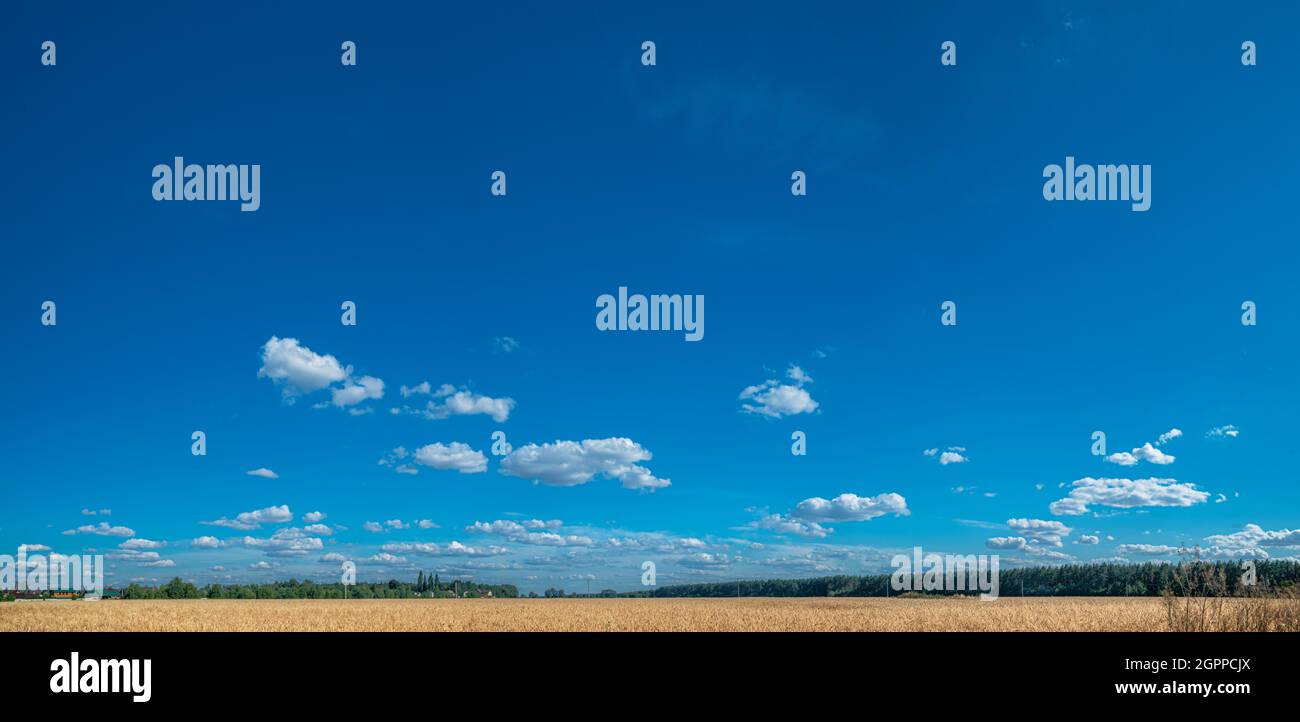 Panoramablick auf das Weizenfeld und den blauen Himmel im Hintergrund. Schöne ländliche Natur Hintergrund. Stockfoto
