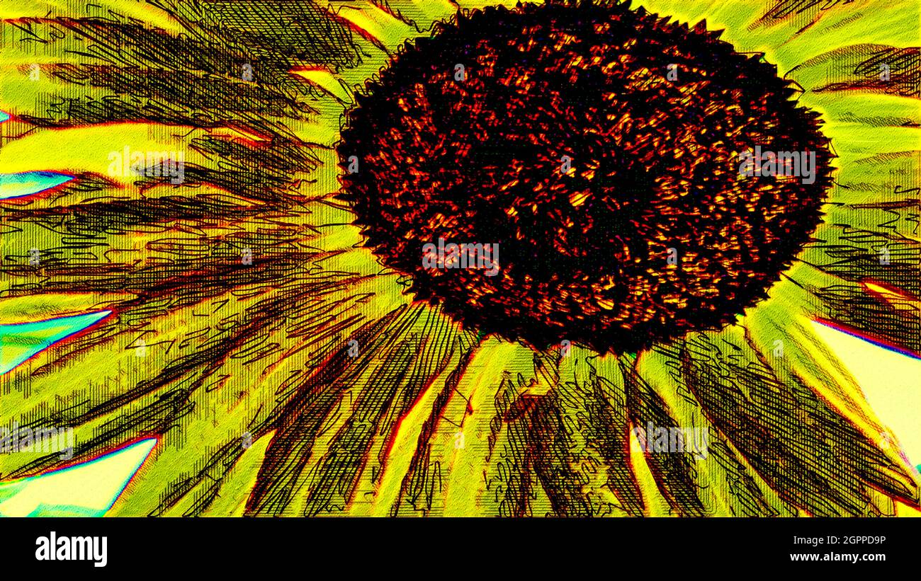 Sonnenblumenkopf ( Helianthus ) Illustration Stockfoto