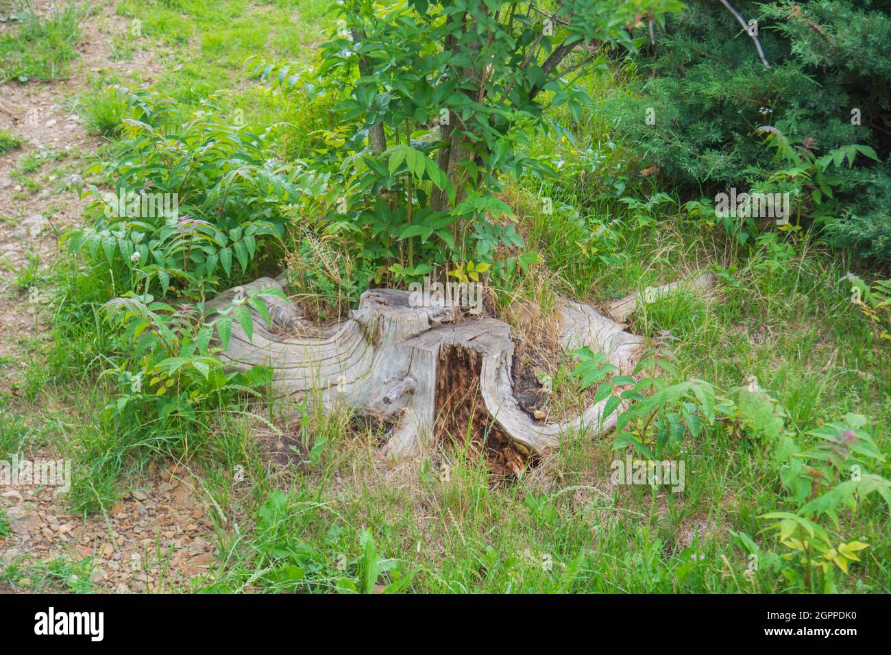 Alte Baumwurzel und in Gras geschnittene Baumpilze Stockfoto