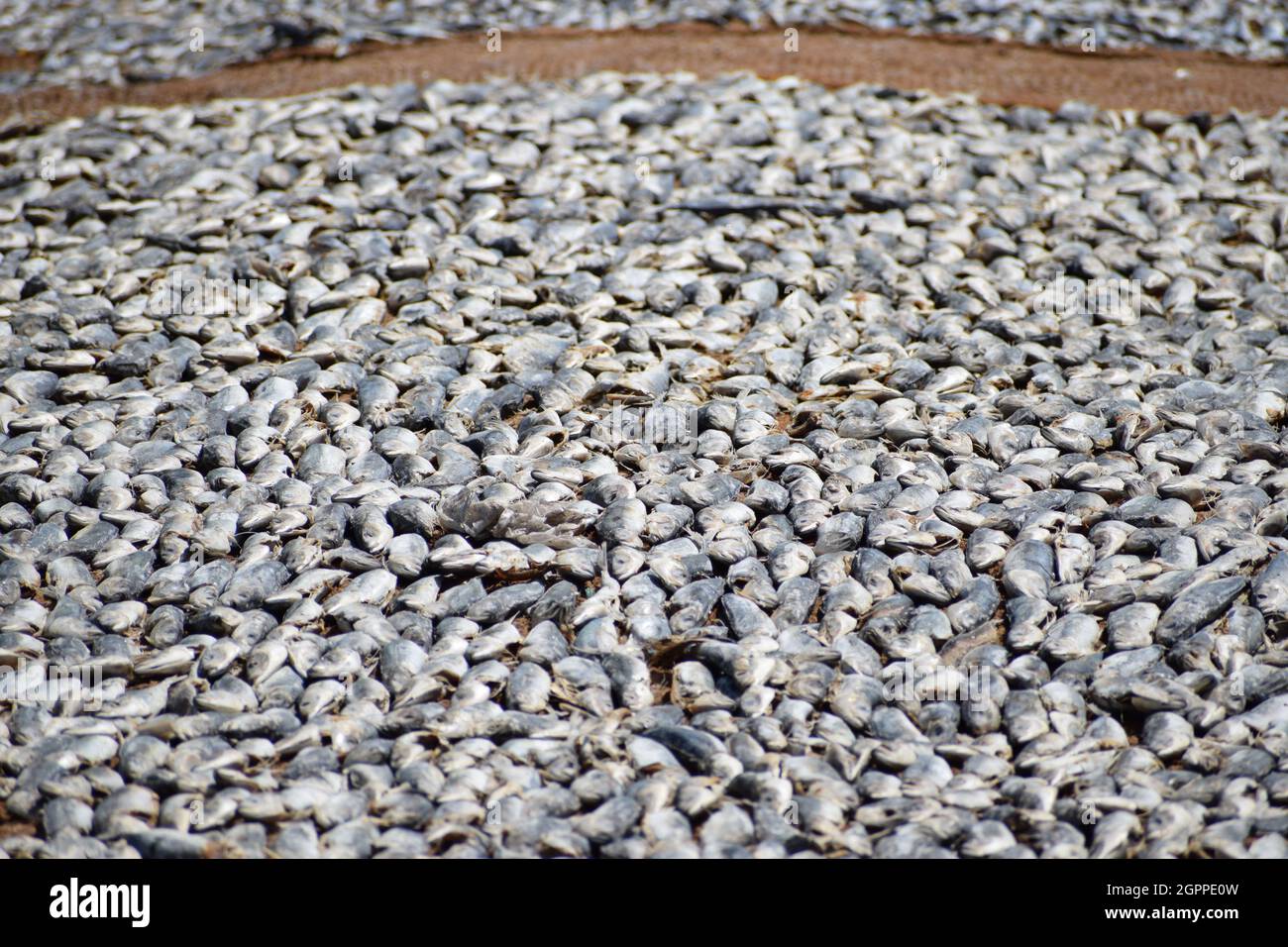 Trocknungsprozess der Fische auf dem sandigen Boden an der Küste Stockfoto