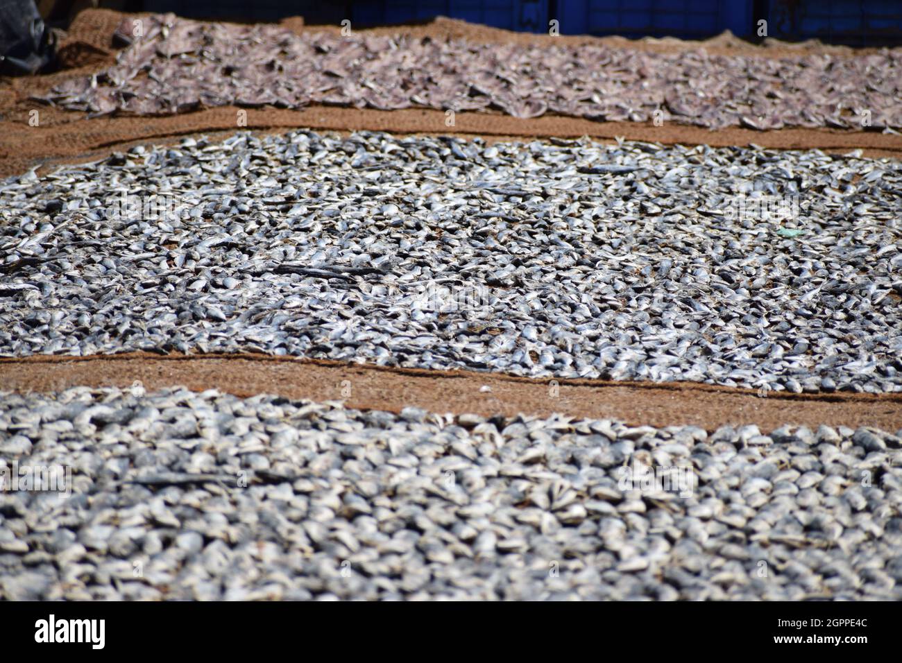 Trocknungsprozess der Fische auf dem sandigen Boden an der Küste Stockfoto