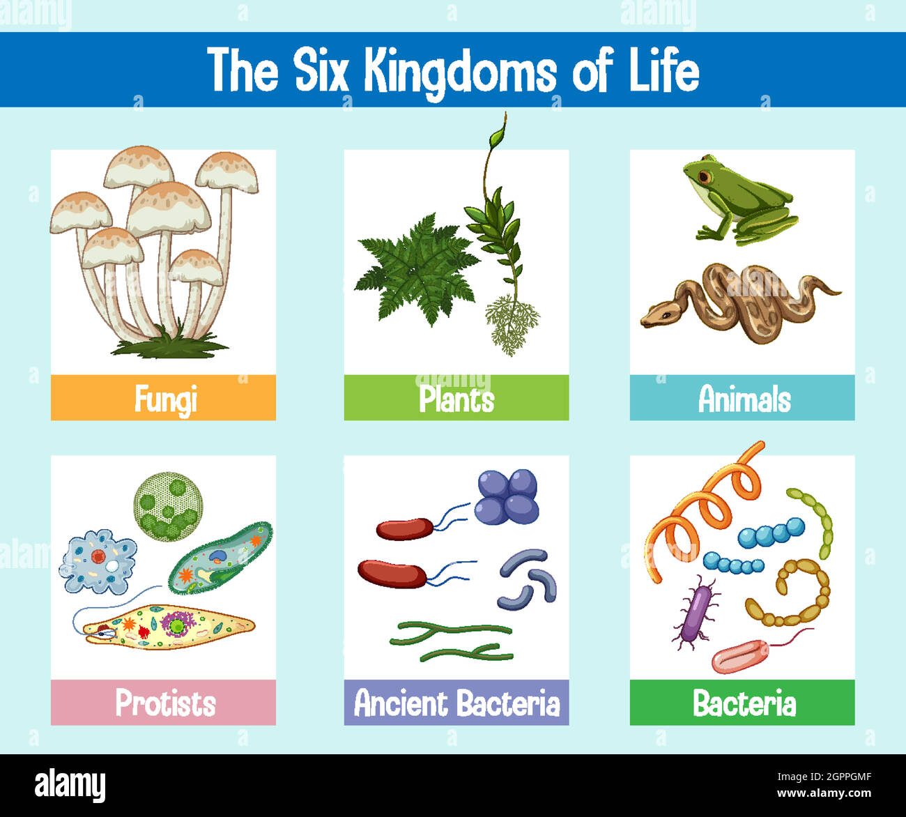 Wissenschaftsposter von sechs Königreichen des Lebens Stock Vektor