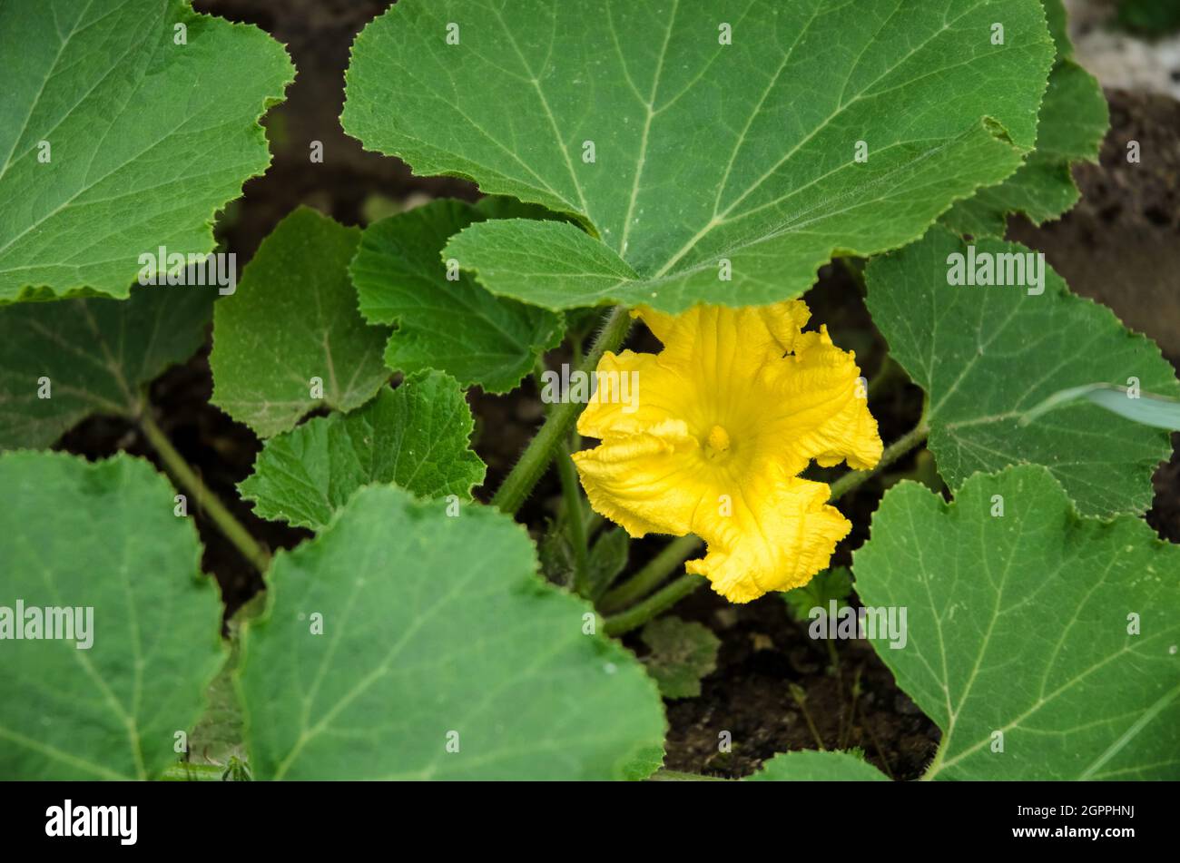 Cucurbita pepo, gelbe Blume des Gartenkürbis und grüne Blätter, bekannt als Sommerkürbis Stockfoto