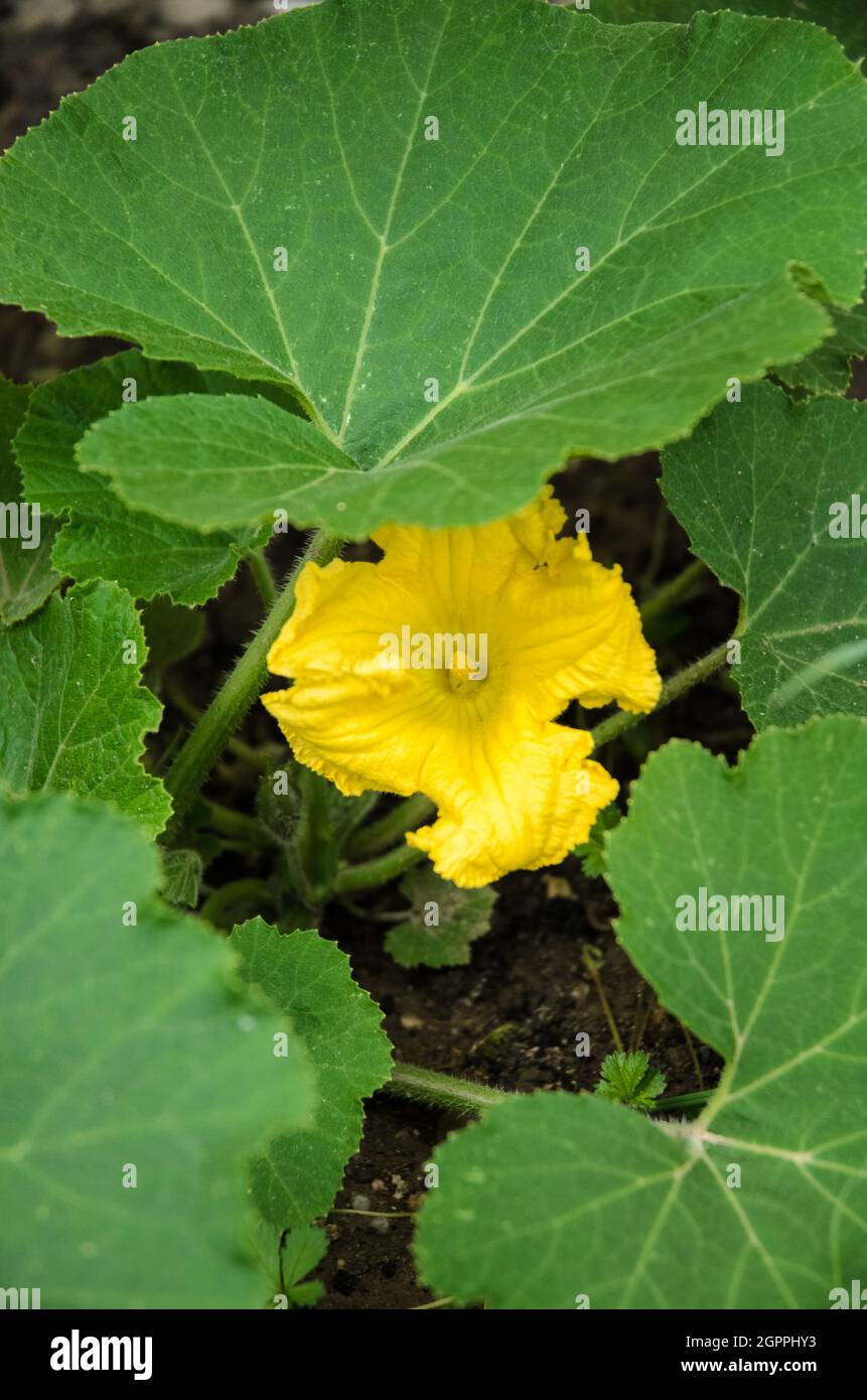 Cucurbita pepo, gelbe Blume des Gartenkürbis und grüne Blätter, bekannt als Sommerkürbis Stockfoto