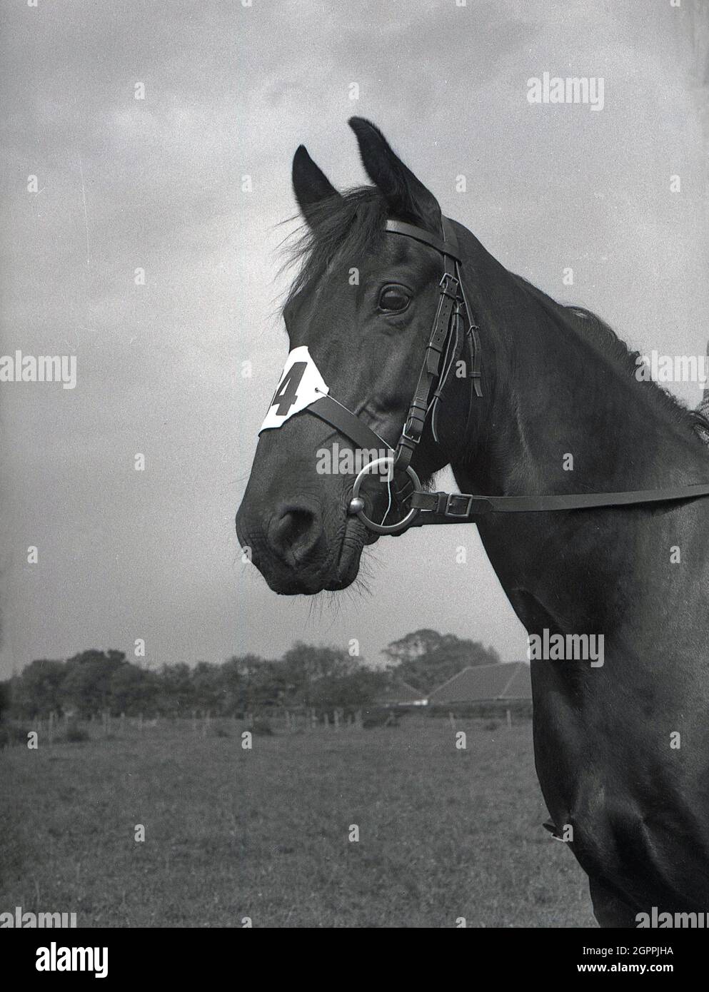 Die fünfziger Jahre, historisch, eine Nahaufnahme eines Pferdekopfes mit seiner Wettkampfnummer auf der Stirn, nahmen an einem Outdoor-Reitwettbewerb Teil, West Sussex, England, Großbritannien. Stockfoto