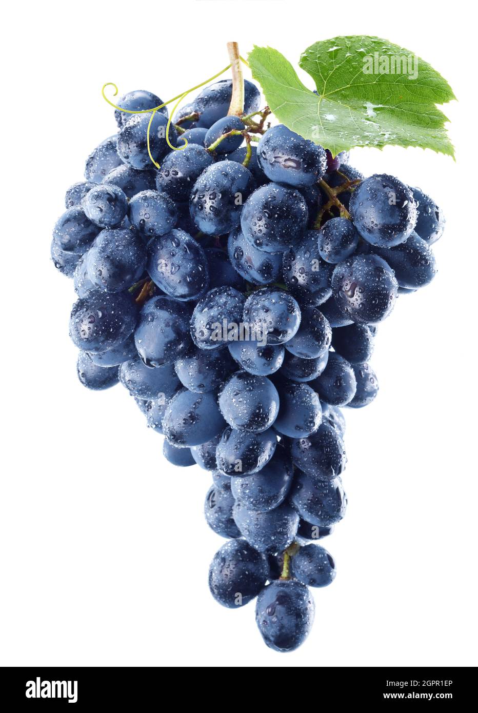 Ein Bund blauer Trauben in Wassertropfen mit einem Traubenblatt, das auf  weißem Hintergrund isoliert ist Stockfotografie - Alamy