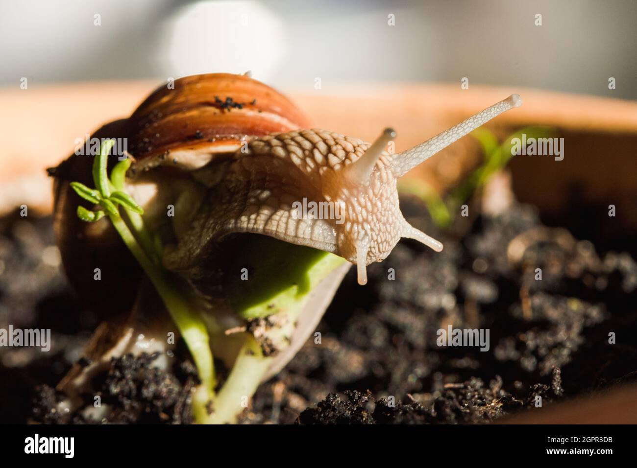 Römische Schnecke, Burgunder Schnecke oder Escargot und Pflanzenkriegel (keimende Zuckerrübe) Stockfoto