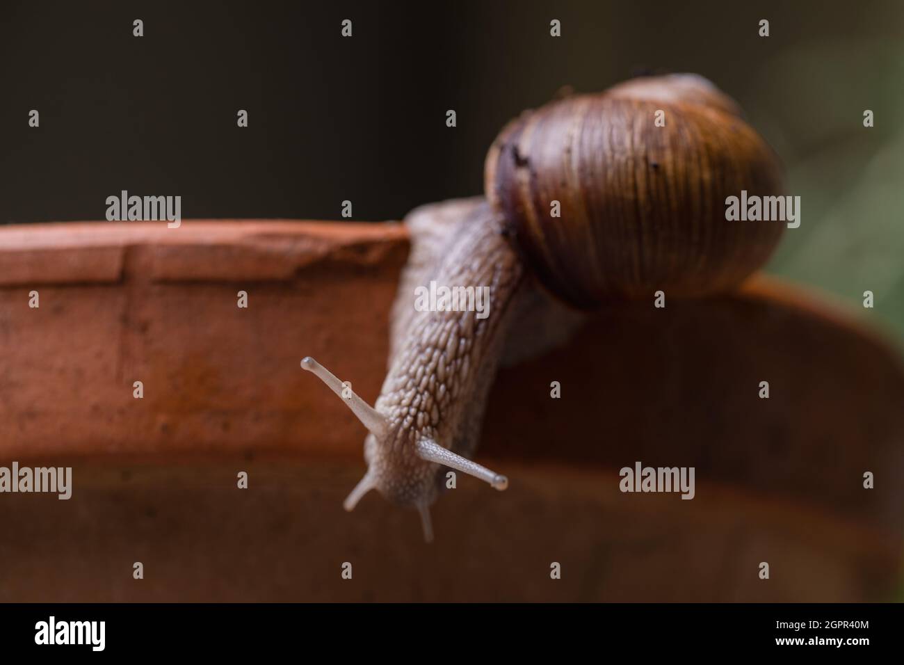 Römische Schnecke am Rand des Topfes Stockfoto