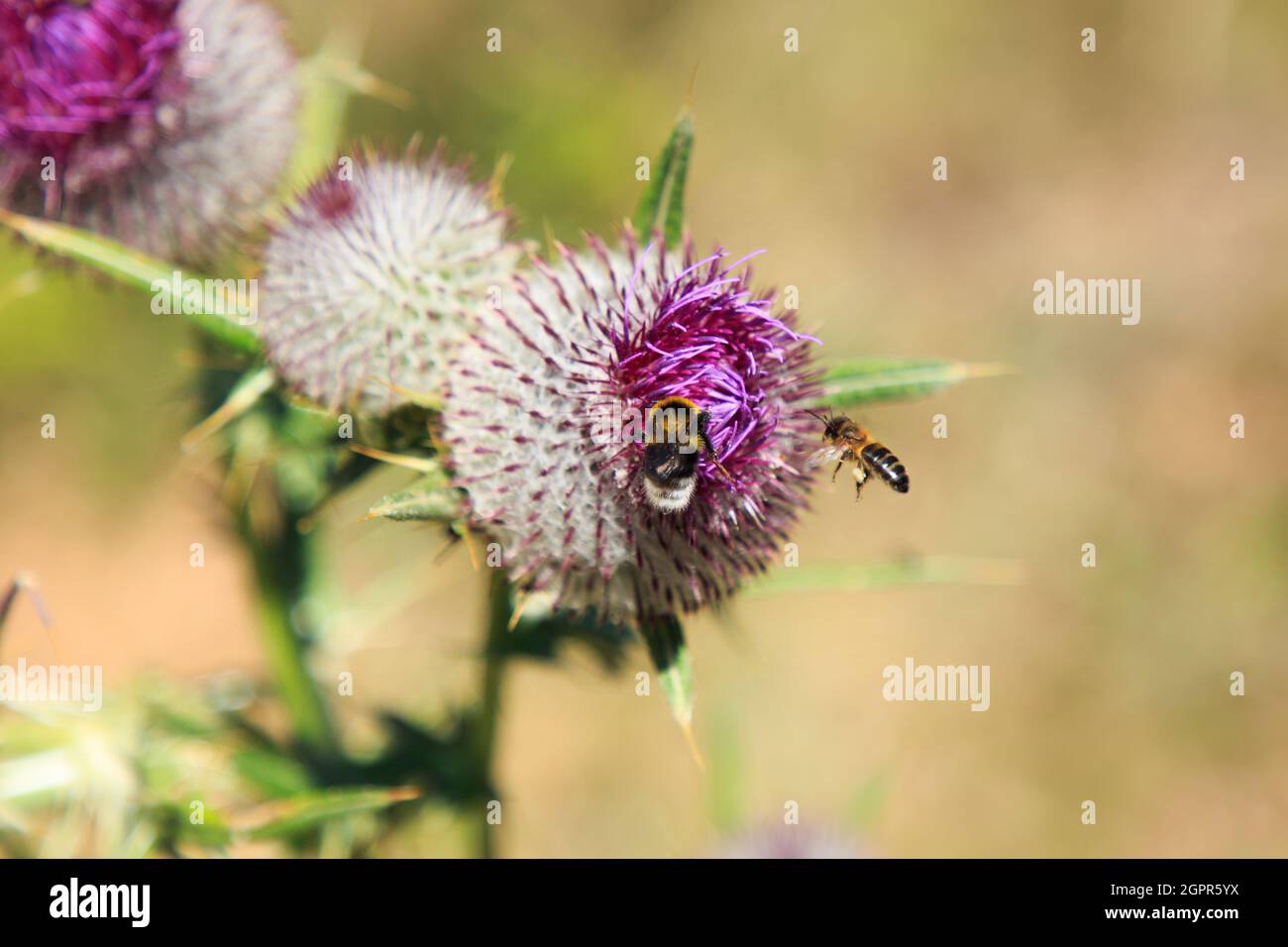 Bienen Fliegen Und Essen Auf Tuff Plant. Insekten In Der Natur Konzept Stockfoto