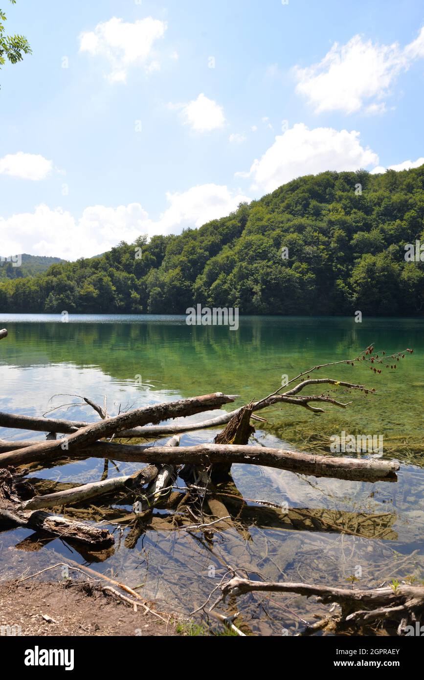 Zweige liegen im Wasser des Sees. Stockfoto