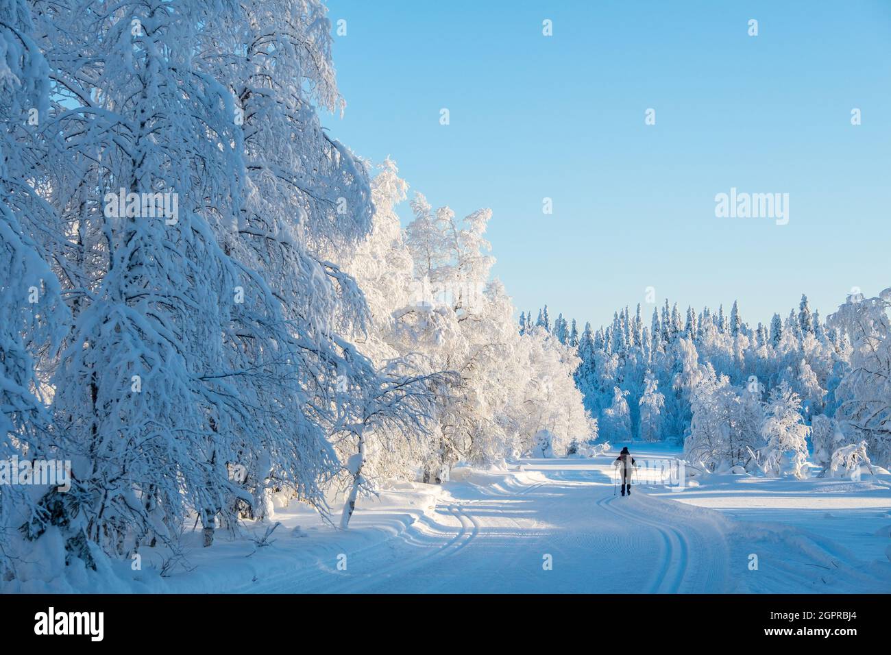 Skilanglauf in den Wäldern Finnisch-Lapplands Stockfoto