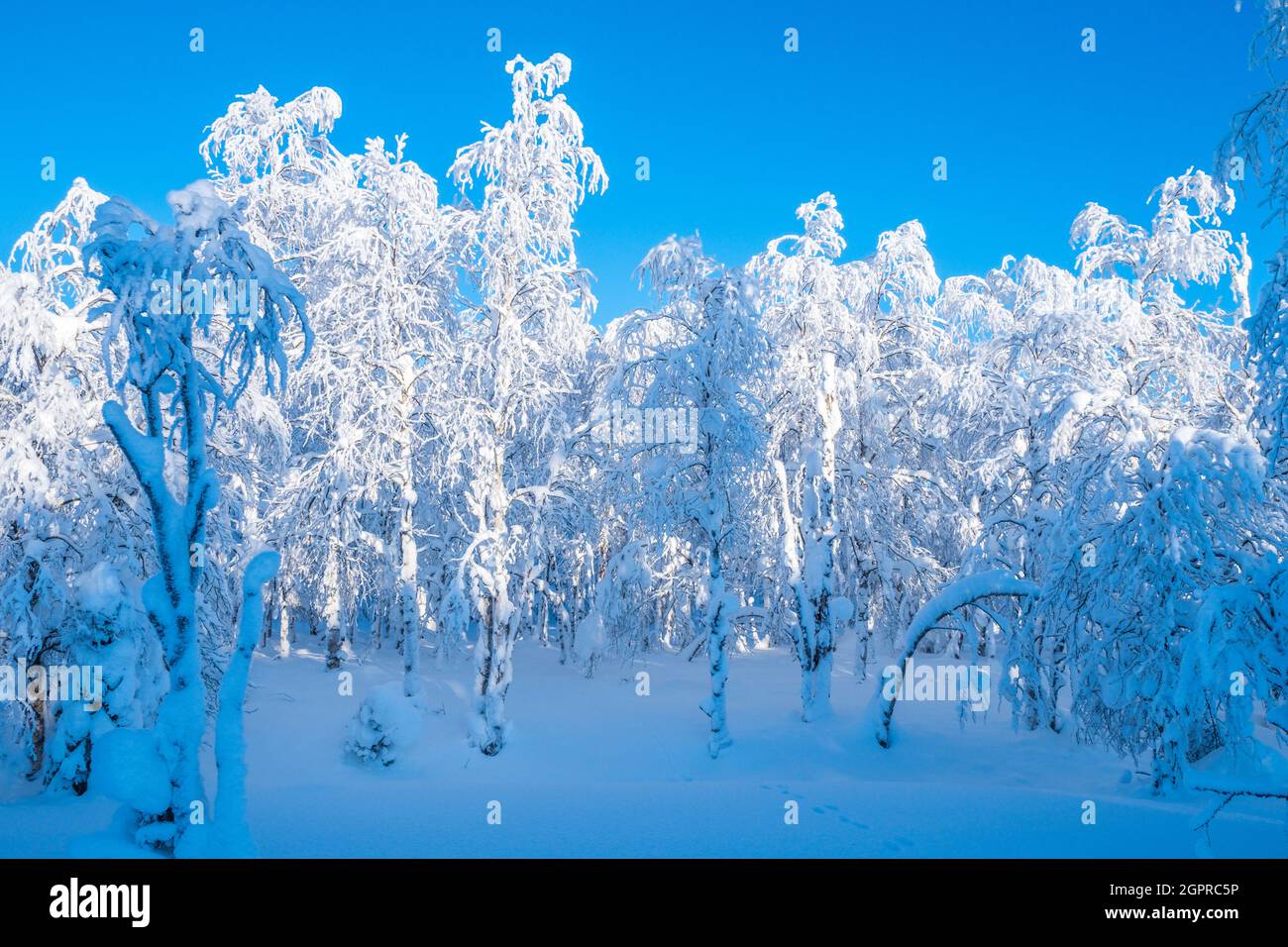 Schneebedeckte Bäume und blauer Himmel in den Wäldern Finnisch-Lapplands Stockfoto