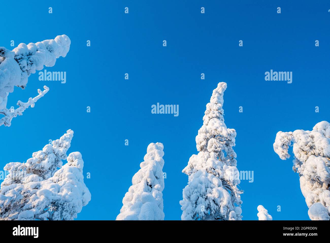 Schneebedeckte Bäume und blauer Himmel in den Wäldern Finnisch-Lapplands Stockfoto