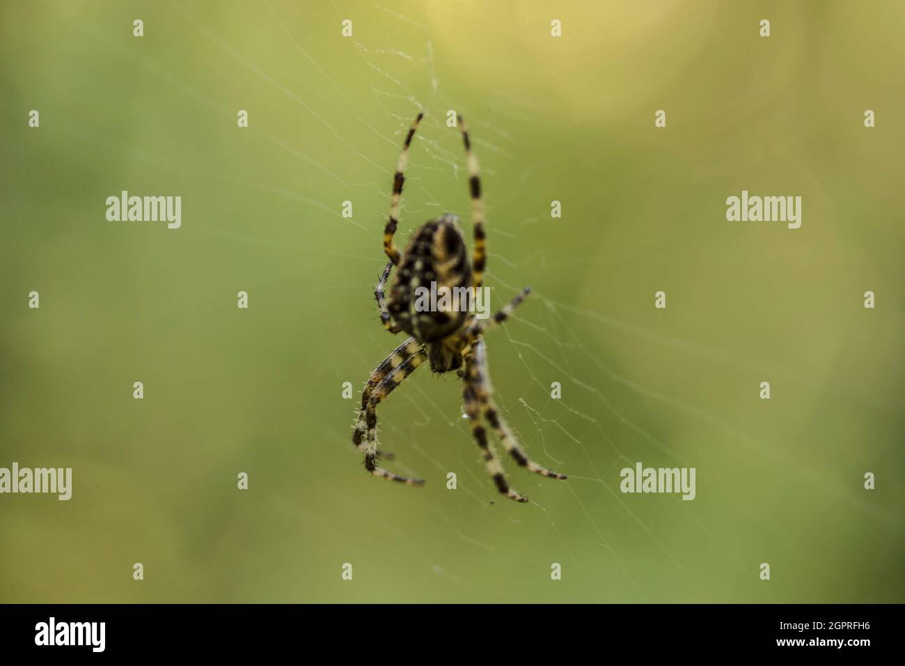 Spinnennetz in der Natur Stockfoto