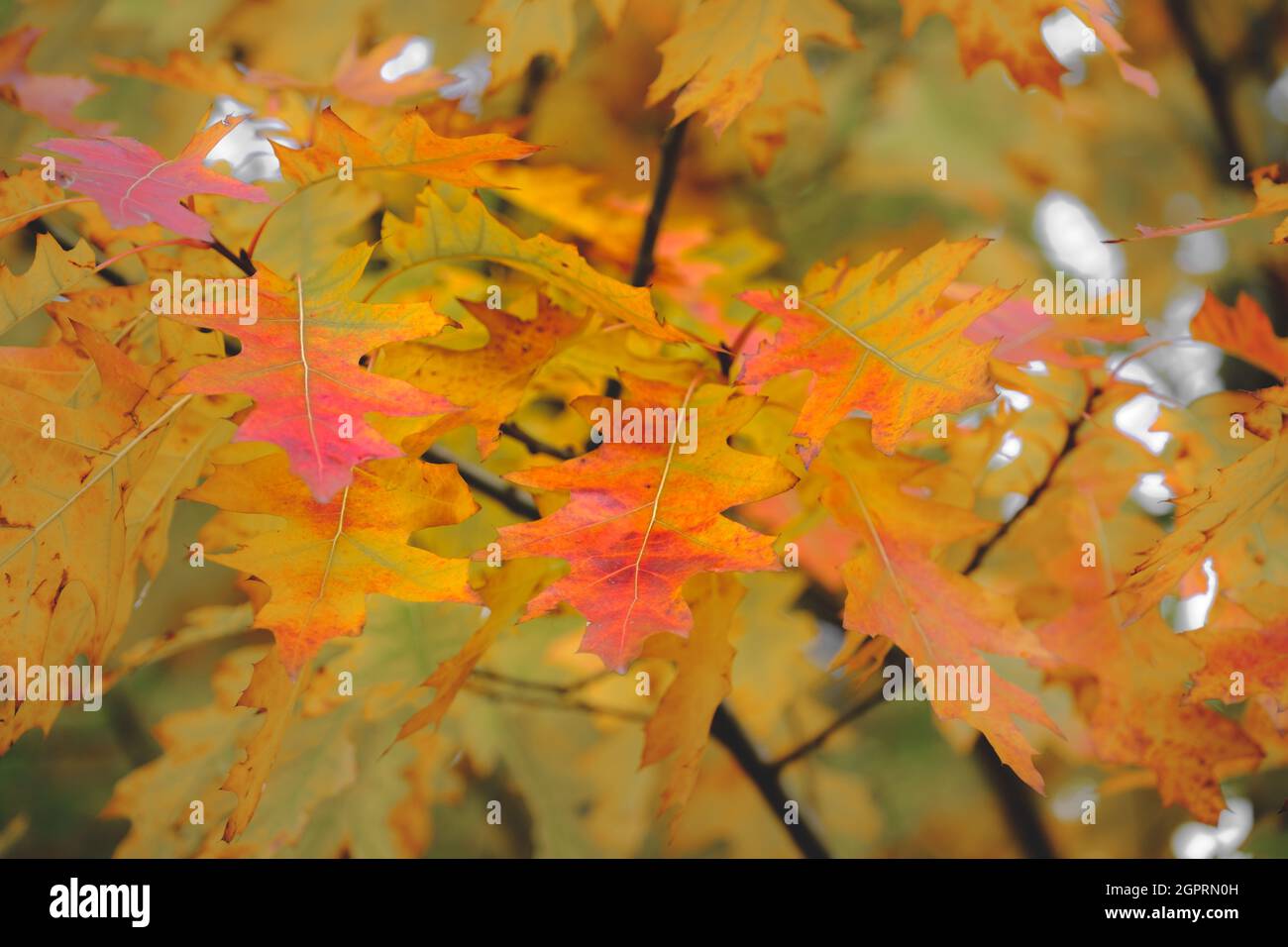 Gelber Herbst Ahorn Blätter in einem Wald. Herbst Natur Hintergrund. Fallende gelbe Blätter und Park Bokeh Hintergrund Stockfoto