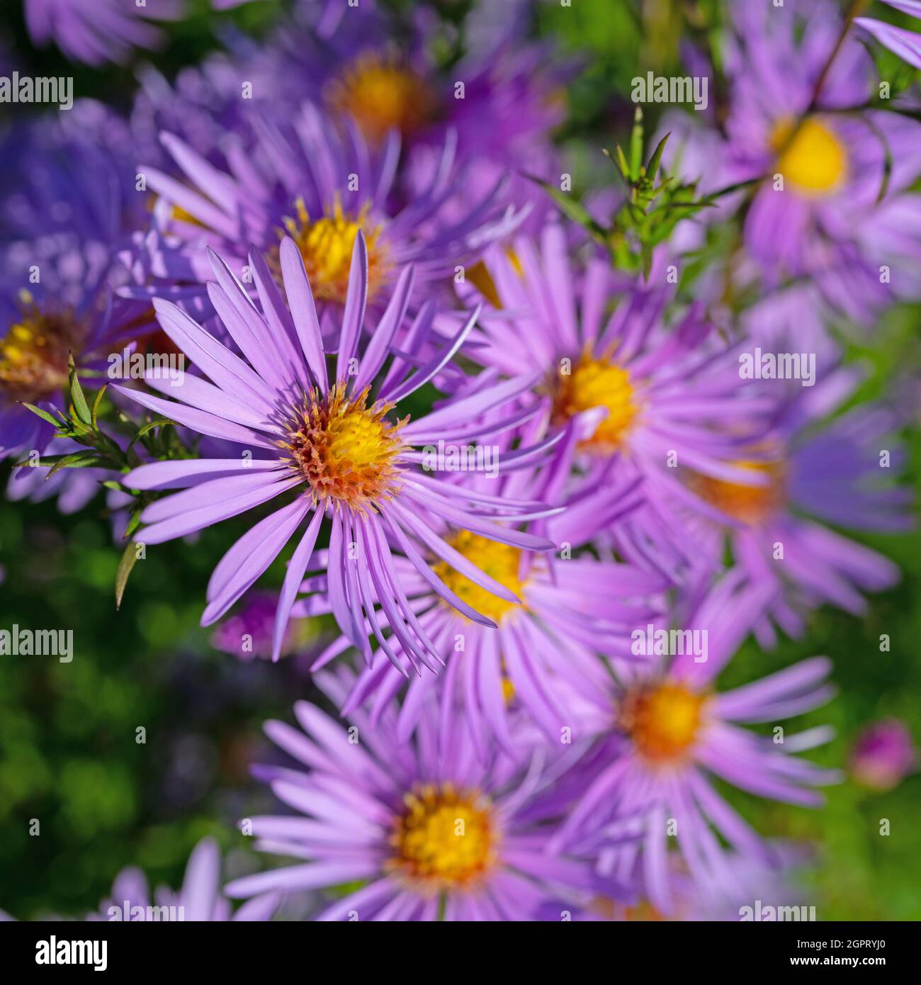 Blühende Herbstaster, Symphyotrichum, Nahaufnahme Stockfoto