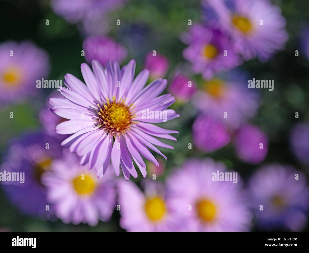 Blühende Herbstaster, Symphyotrichum, Nahaufnahme Stockfoto