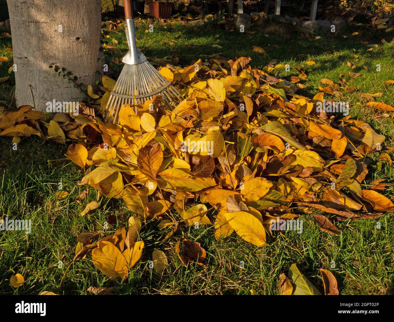 Laubhaufen neben einem Walnussbaum im Herbst Stockfoto