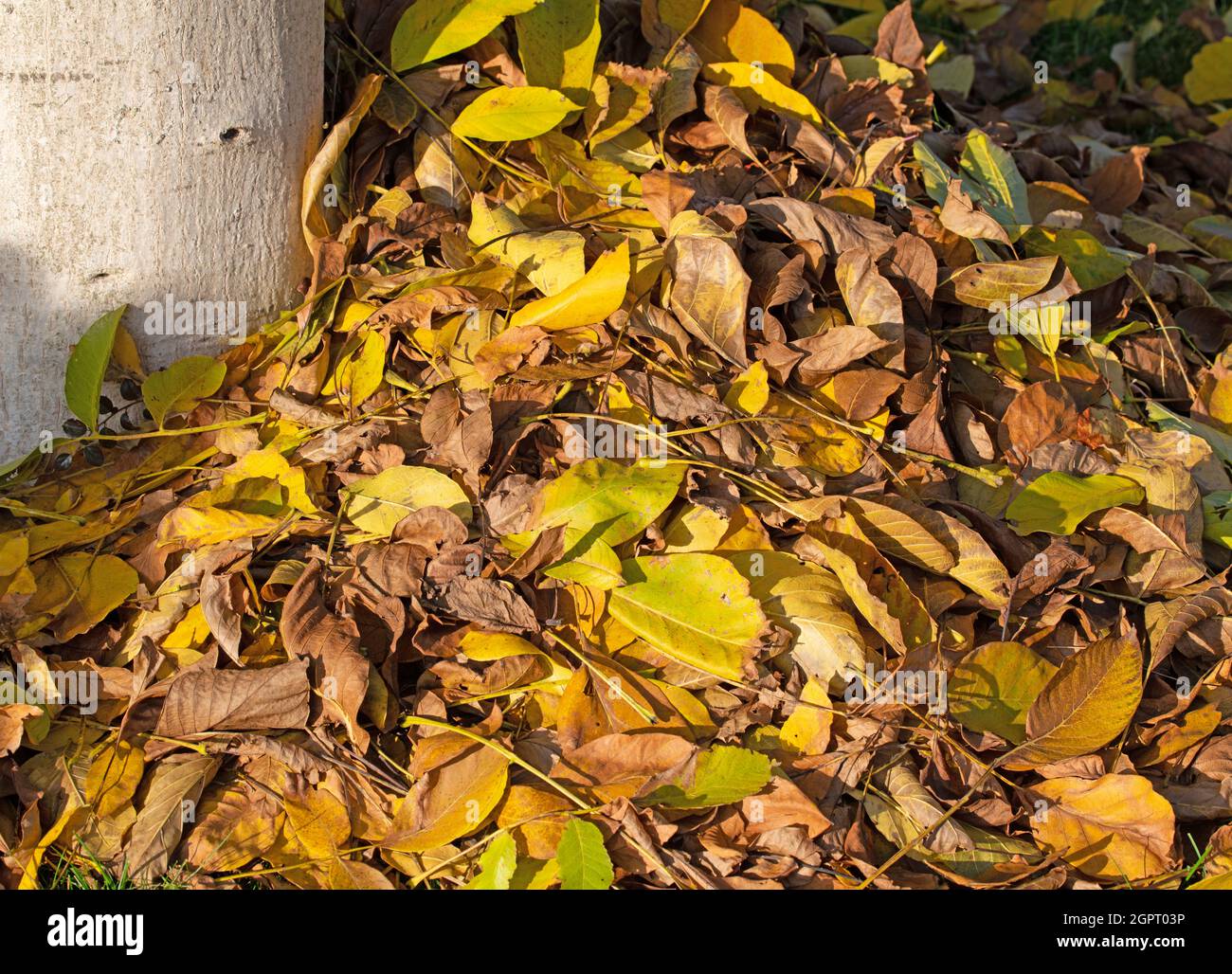 Laubhaufen neben einem Walnussbaum im Herbst Stockfoto