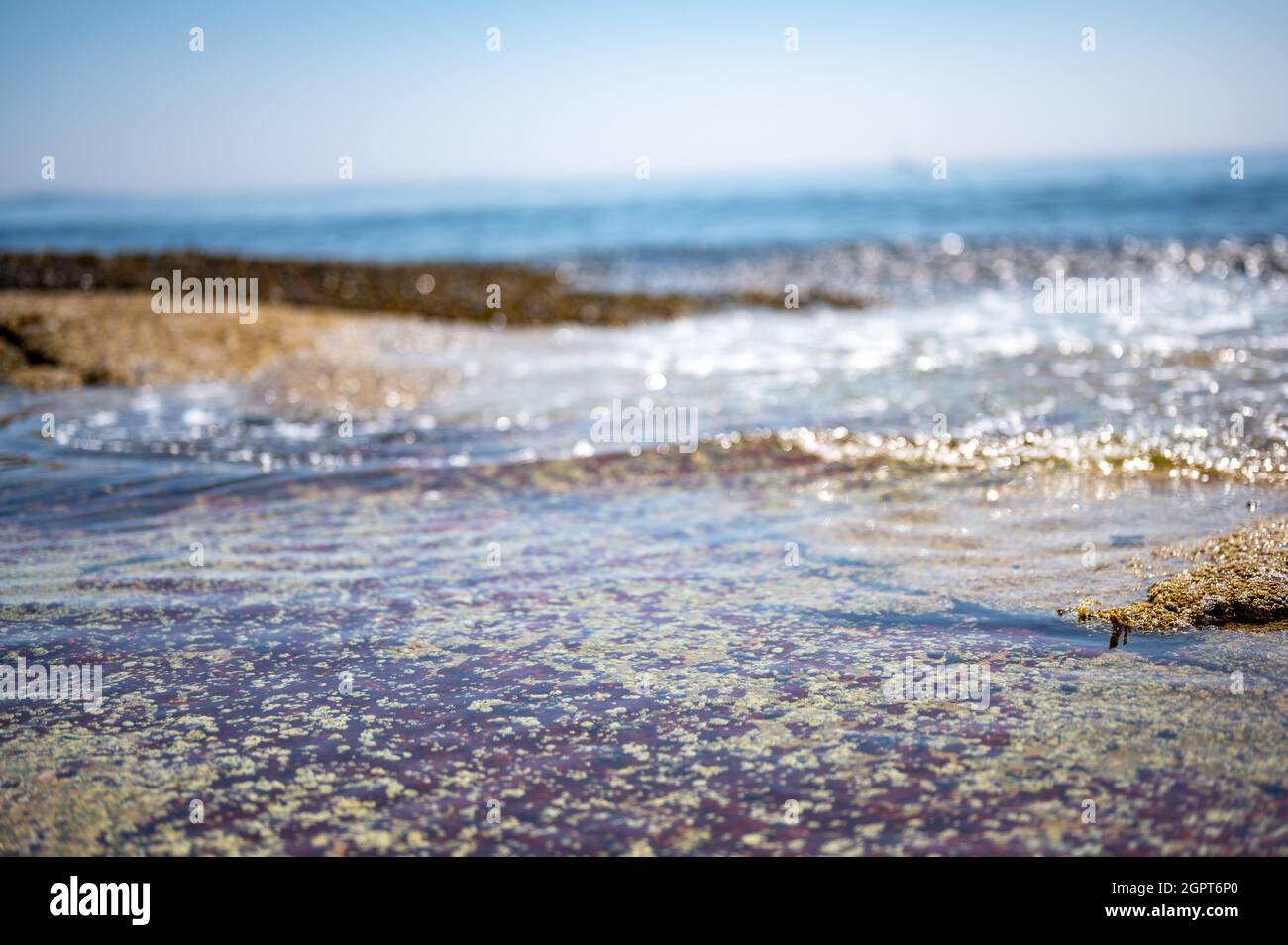 Gezeitenerfrischende Pools am Strand des Wonderland Trail Acadia National Park Stockfoto