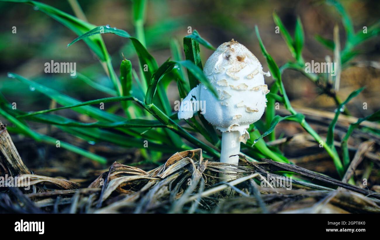 Birkenpilz, Kopierraum. Speisepilz wächst im Moos. Weiße bog Geisterbolete. Schlecht absorbierte Lebensmittel. Stockfoto