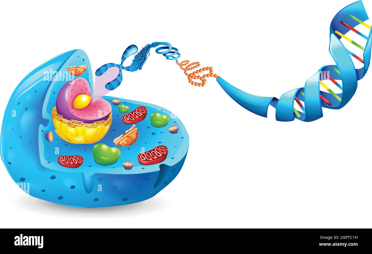 Desoxyribonukleinsäure Stock Vektor