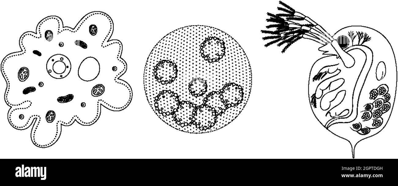 Satz von einzelligem Organismus in Doodle isoliert auf weißem Hintergrund Stock Vektor