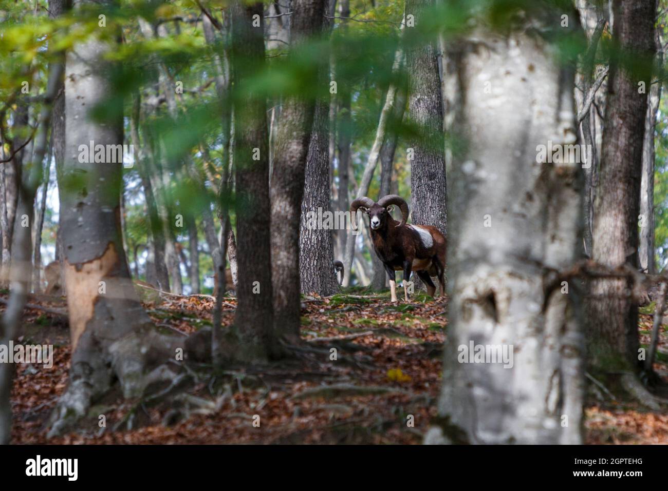 Muflon-Porträt, aufgenommen in einem siebenbürgischen Wald. Rumänische Tierwelt im Herbst. Wilde Schafe. Stockfoto