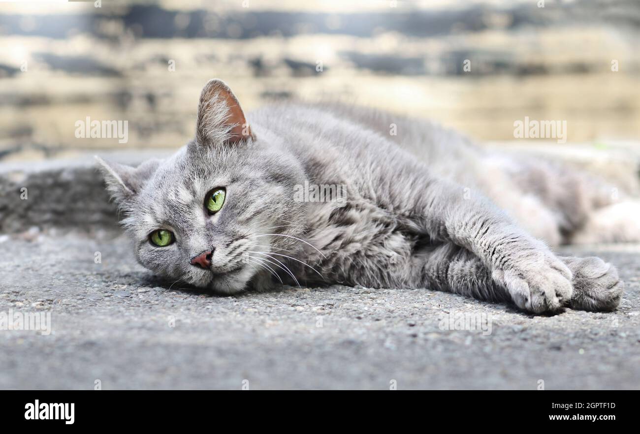 Nahaufnahme Porträt der schönen grauen Katze mit grünen Augen liegen auf dem Boden im Freien. Stockfoto