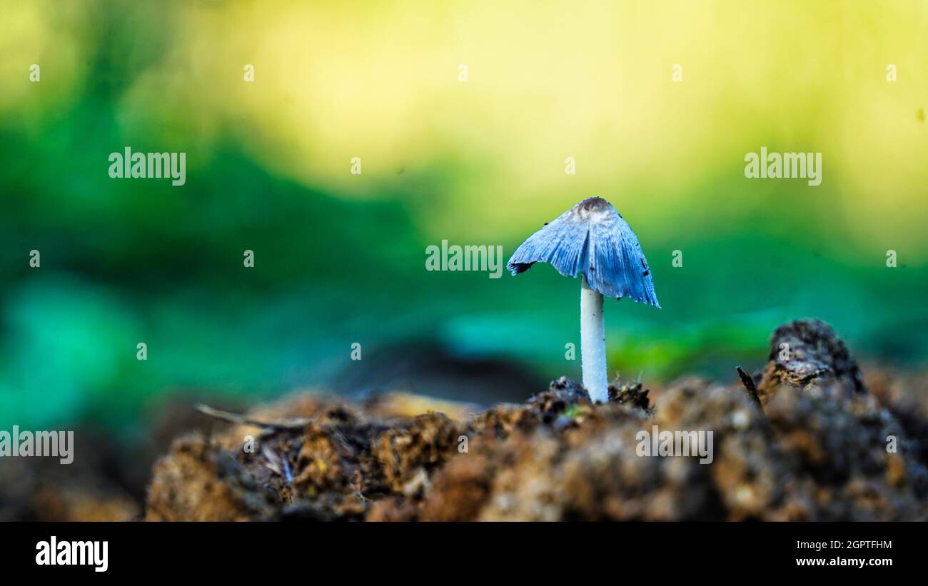 Weißer Pilz wächst im Wald, Foto mit dem Fokus Stapel, sehr hohe Qualität Stockfoto