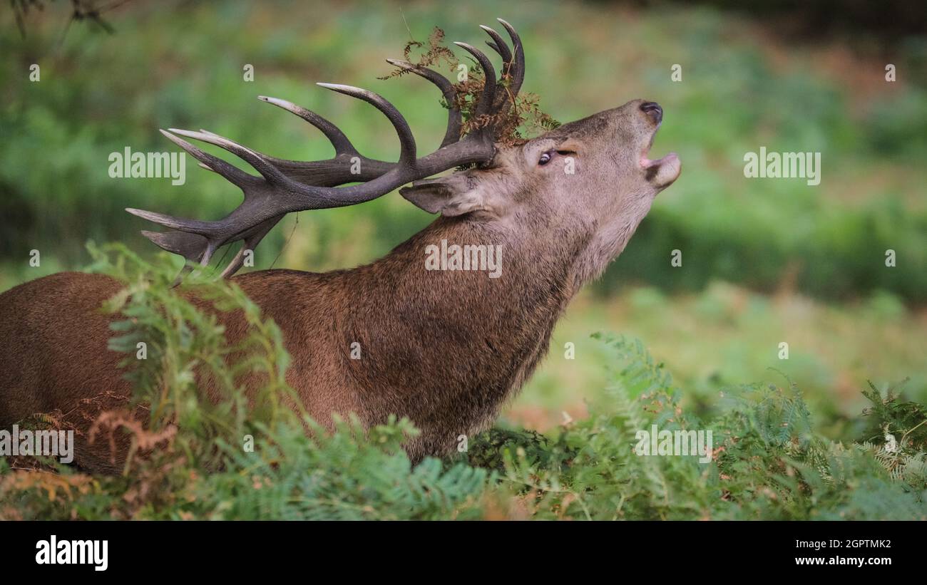 Richmond, London, Großbritannien. September 2021. Ein Rothirsch (Cervus elaphus) mit beeindruckenden Geweihen hat einen „Harem“ von Weibchen um sich geschart und brüllt während der Herbstbrunst im Richmond Park laut. Während der Rut wetteifern Männchen um die Aufmerksamkeit der Weibchen, machen ihre Anwesenheit oft lautstark hörbar und sperren ihr Geweih beim Kämpfen ein. Sie erschöpfen sich oft selbst, indem sie ihren Harem, die Gruppe der Weibchen zusammen halten und gleichzeitig ihren dominanten Status mit anderen Männchen behaupten. Kredit: Imageplotter/Alamy Live Nachrichten Stockfoto